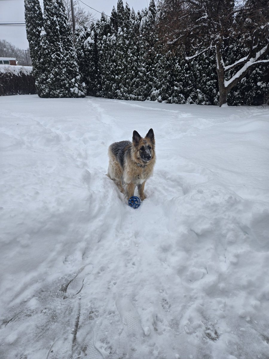 JohnS585's tweet photo. I wish I could have half the happiness of this dog dog in the winter! https://t.co/XYh4tUQLAA