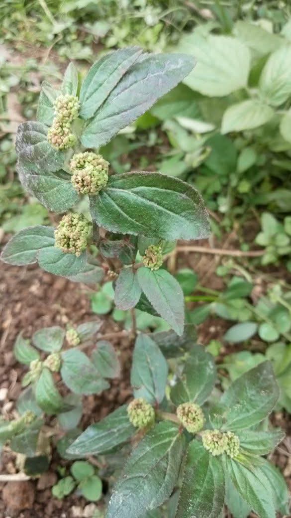 Patikan Kebo ( Euphorbia hirta )

Manfaat  :
Meredakan asma 
Bronkitis
Batuk
Diare
Infeksi kulit karena kandungan flavonoid dan antiinflamasinya

Tanaman ini berkhasiat : 
-antibakteri
-antioksidan
-meningkatkan imun  
-mempercepat penyembuhan luka dan -meningkatkan kesuburan