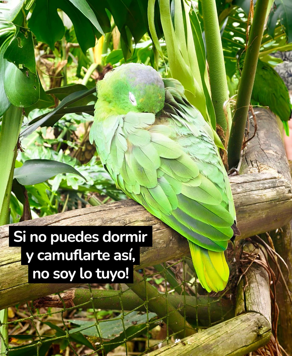 MAO sobre ruedas ♿ 👨‍🦼 🧑‍🦯 🧑‍🦽 (@maonandito) on Twitter photo 