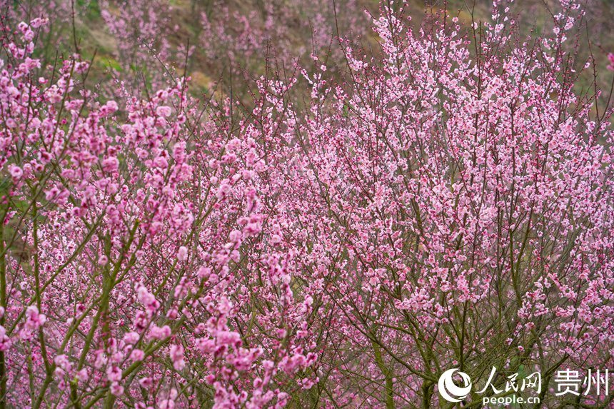 人民日報  People's Daily tweet media