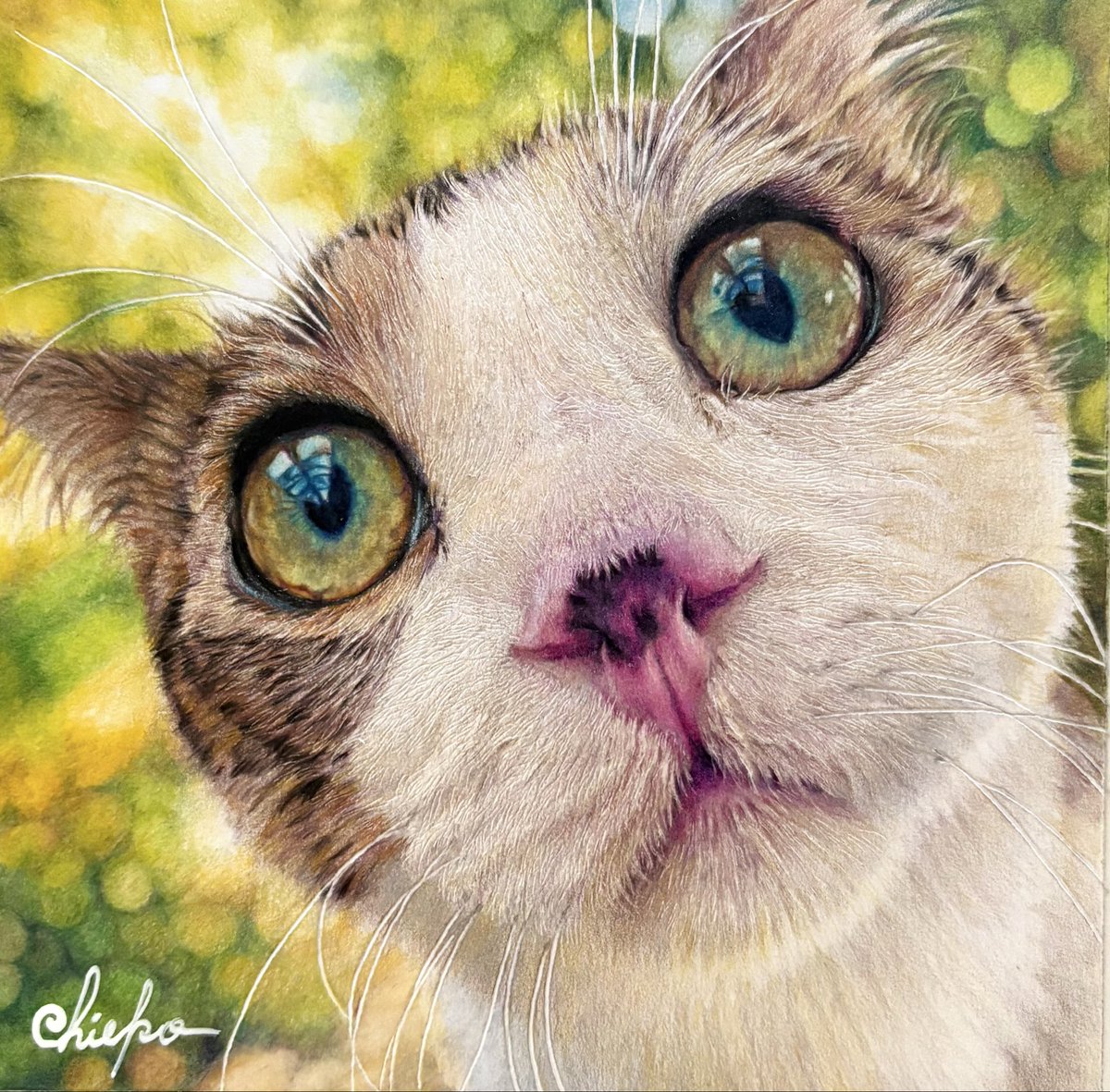 chie_t19690428's tweet image. 色鉛筆で覗き込む猫ちゃん😸描きました
#色鉛筆画
#coloredpencildrawing
#猫