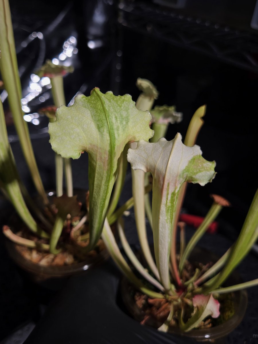 zczza2's tweet image. 黄色白色