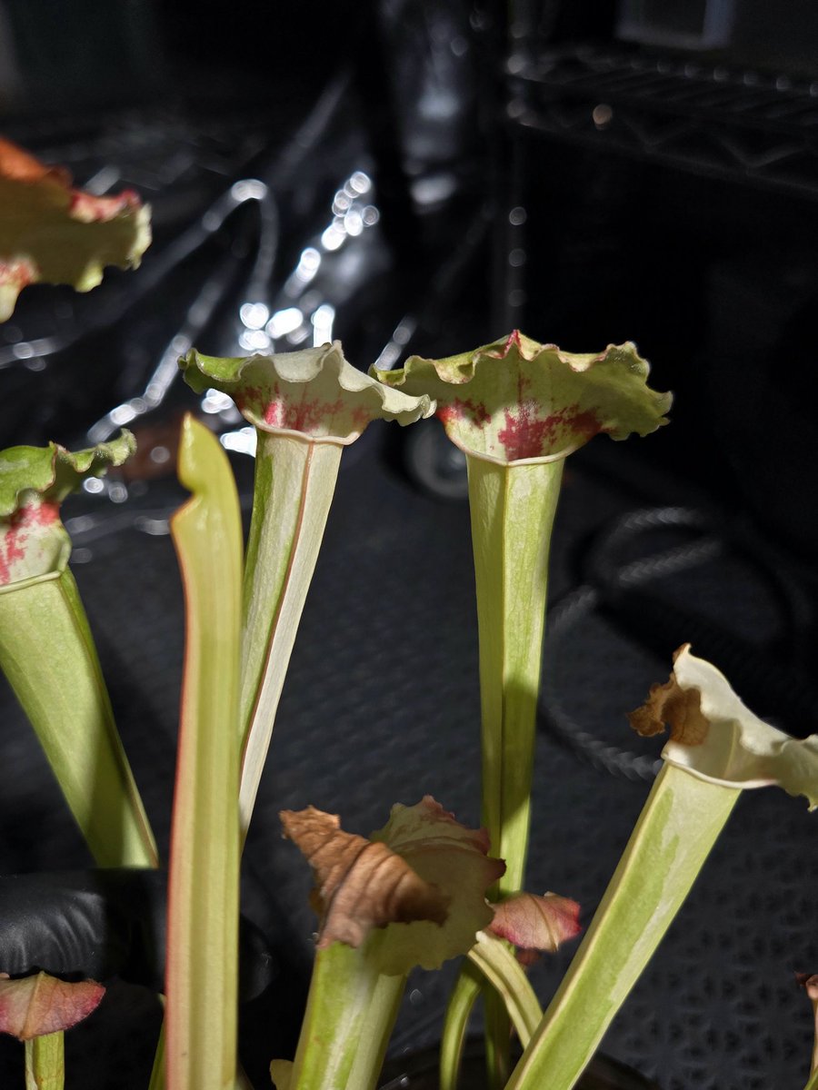 zczza2's tweet image. 黄色白色