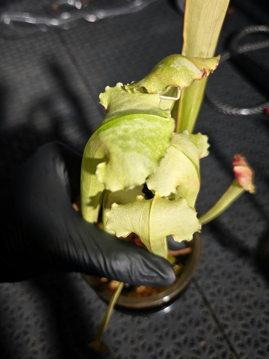 zczza2's tweet image. 黄色白色