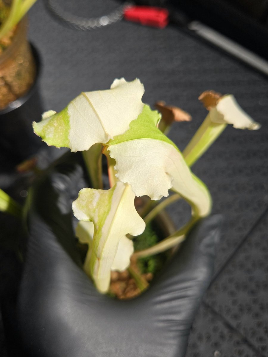 zczza2's tweet image. 黄色白色