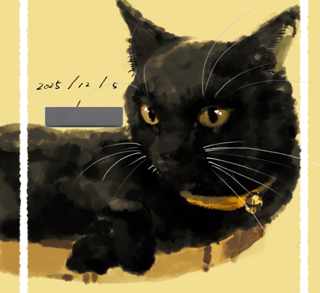 前お渡ししたにゃん、黒猫ちゃんは難しい