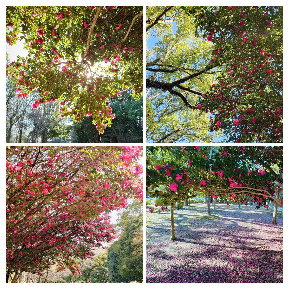 山茶花❀✨️ #photography #flowers