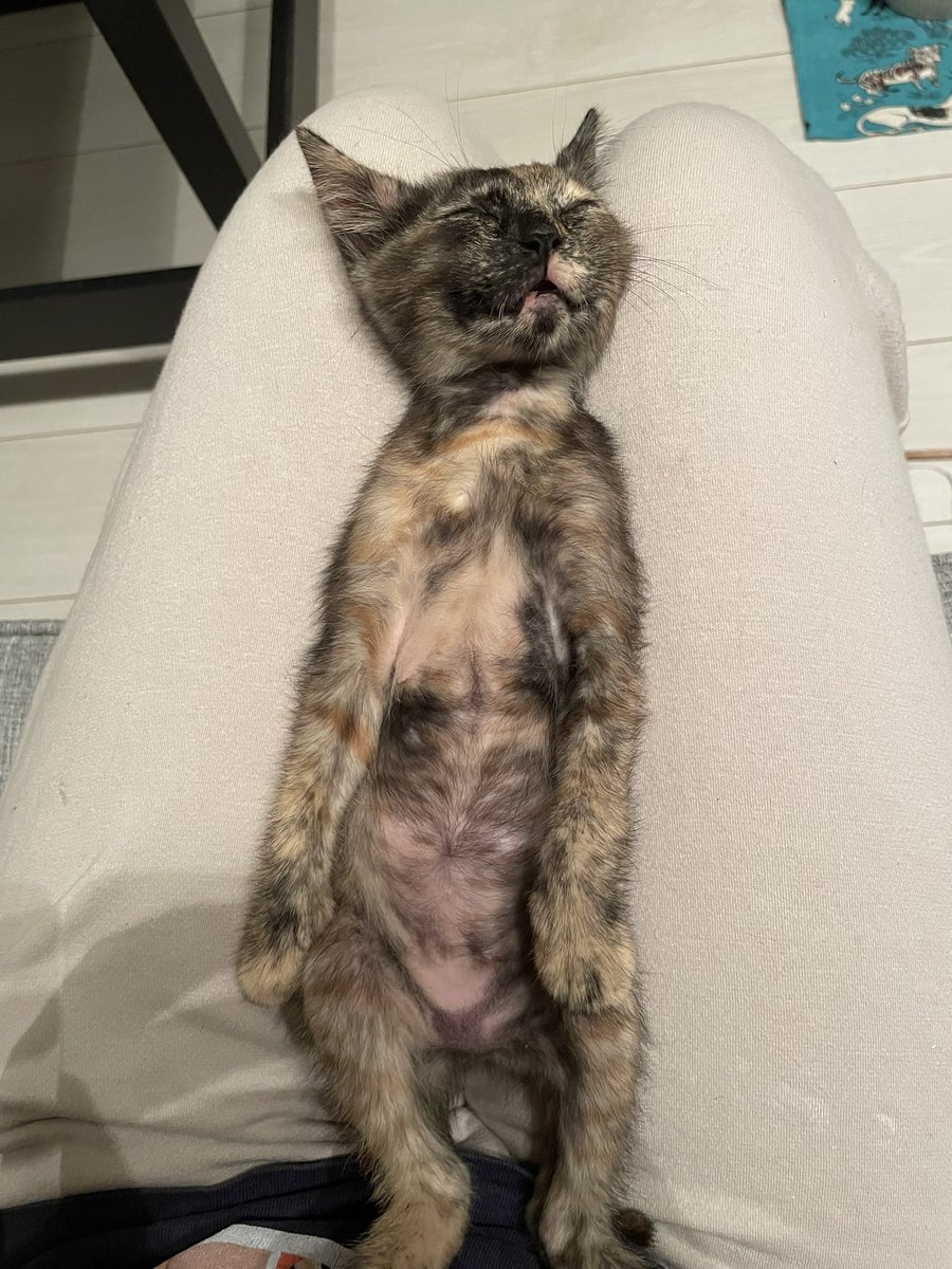 宮崎大学医学部寄生虫学 tweet media