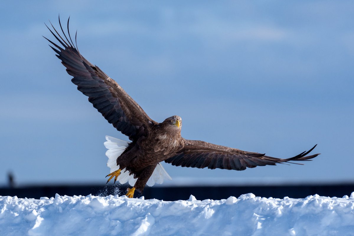 羅臼のサクラマスは絶滅しました
バードウォッチングします
#α1II
#sel100400gm
#オジロワシ