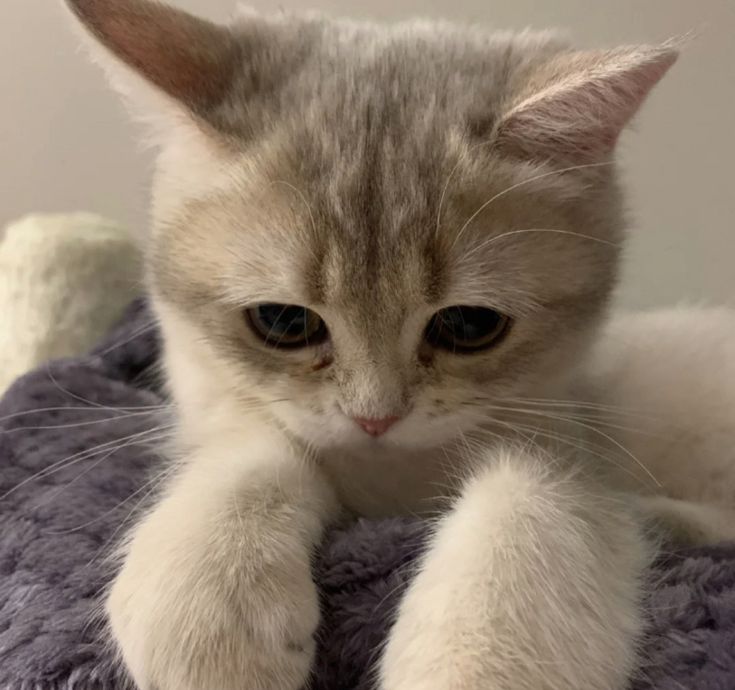 primprosa's tweet image. 