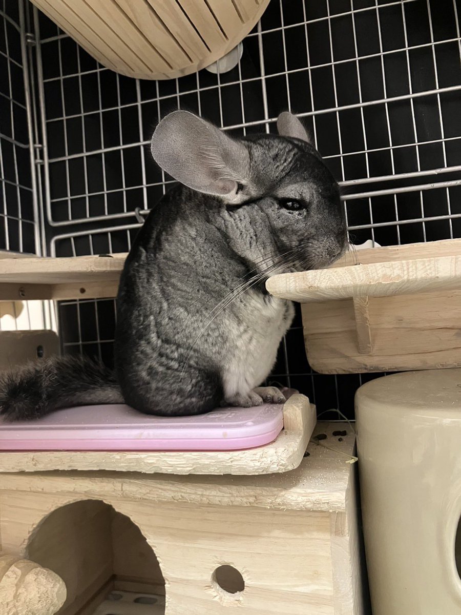 ちーこっこ🐭 (@koyukineko9) / Posts / X