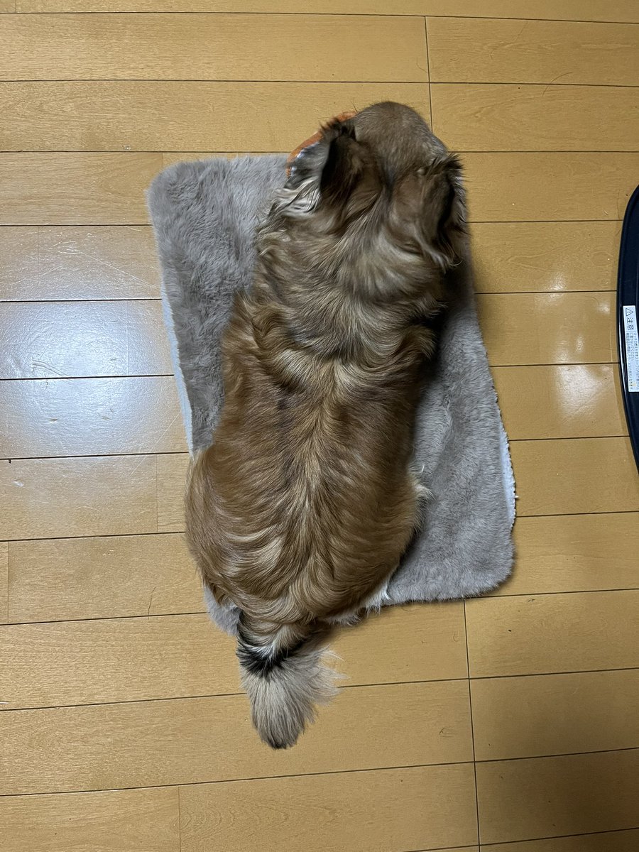 sozk138's tweet photo. 麦ちゃん（6歳）
狸みたいなチワワでたまに鬱チワワになります。もちょちゃんよろしくお願いします🙇 https://t.co/yEJEI73R5V