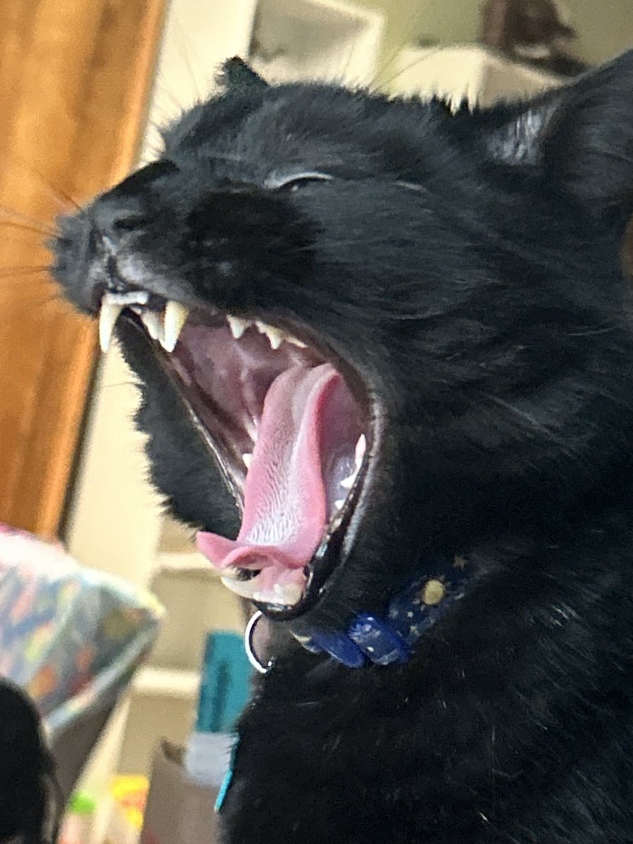 Bbella and MOLLY Burd! 🇵🇸 tweet media