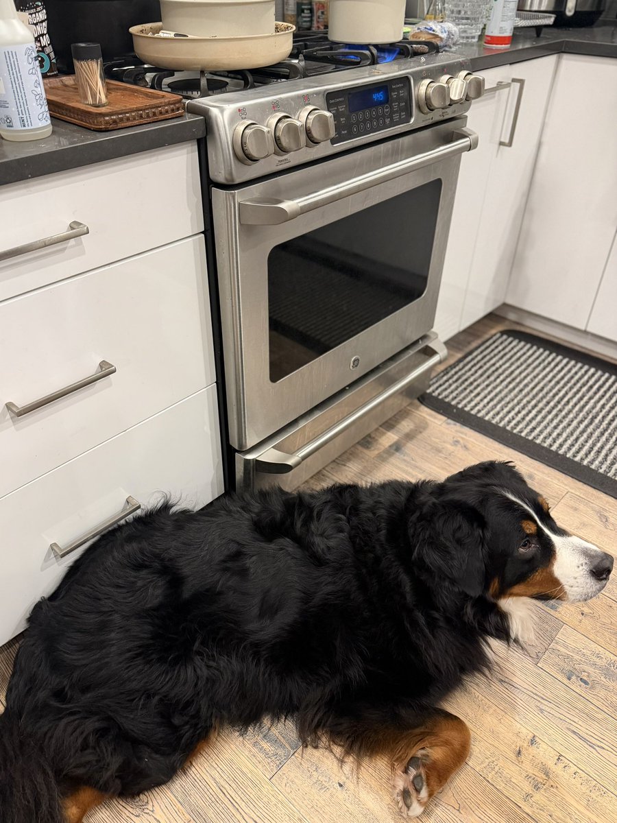 ママがお料理してる時はいつも横にいる
おこぼれが落ちてくるのを期待して