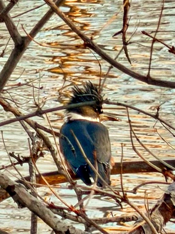 8ntmuch's tweet image. Let’s see your bird photographs!  🦆📸