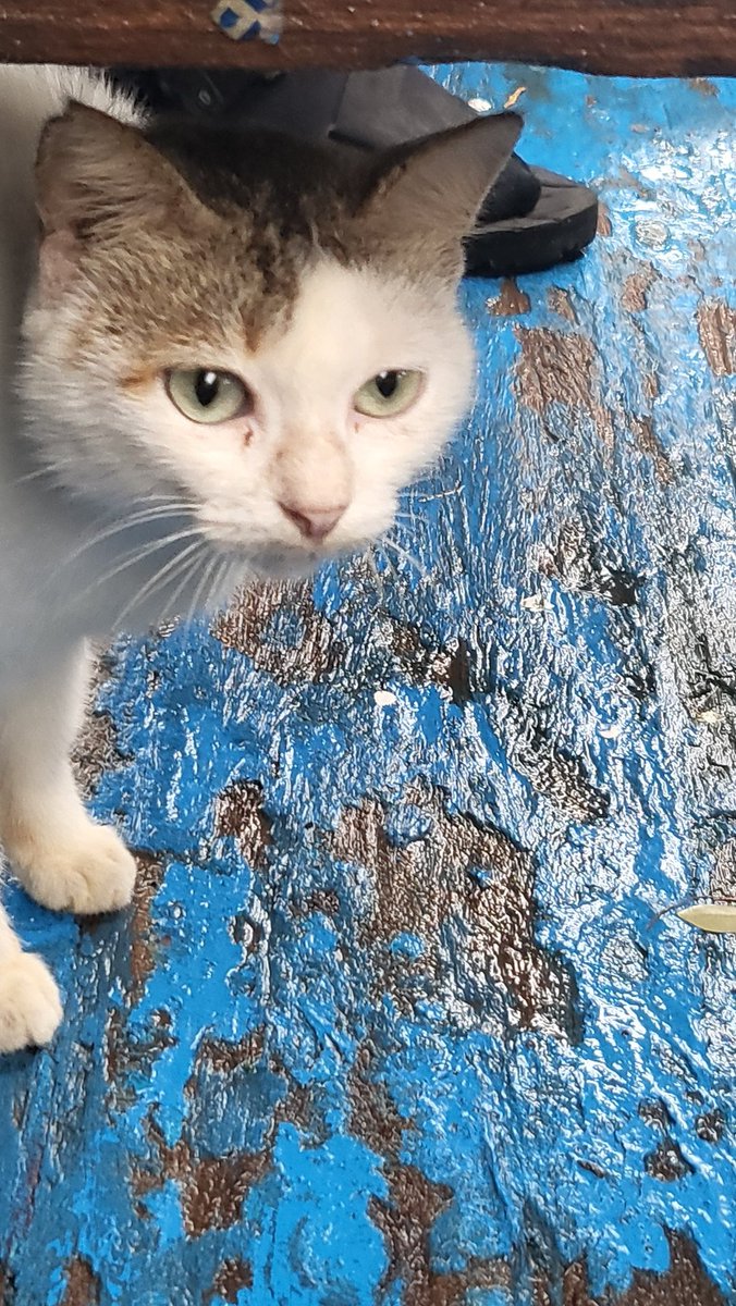 Kucingnya kapten kapal mau ngikut berlayar wkwkwk