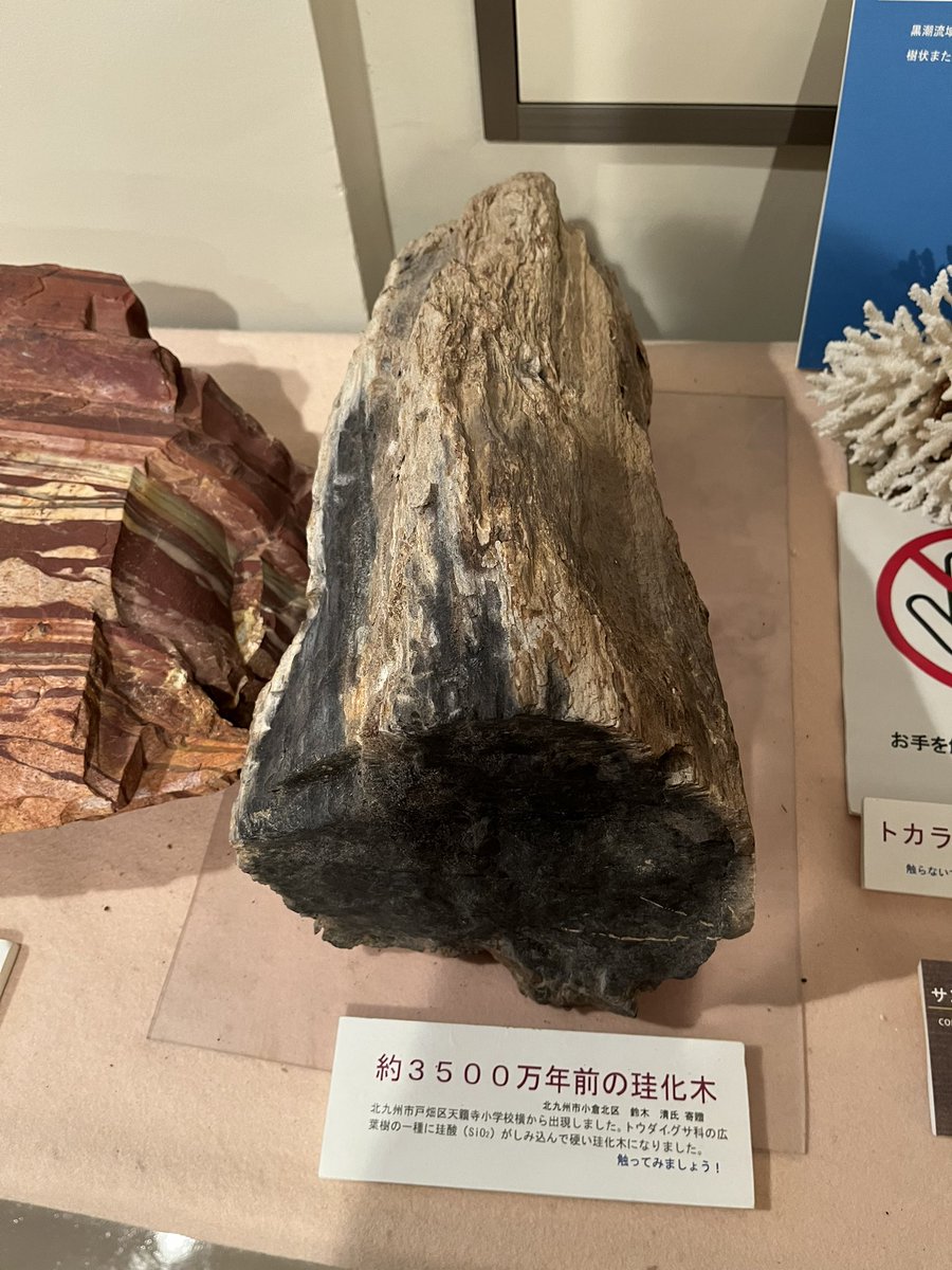 ヘコアユの乾燥したやつ（化石？） あとなんか化石も触れました、こういうの触れることあるんだという感じ