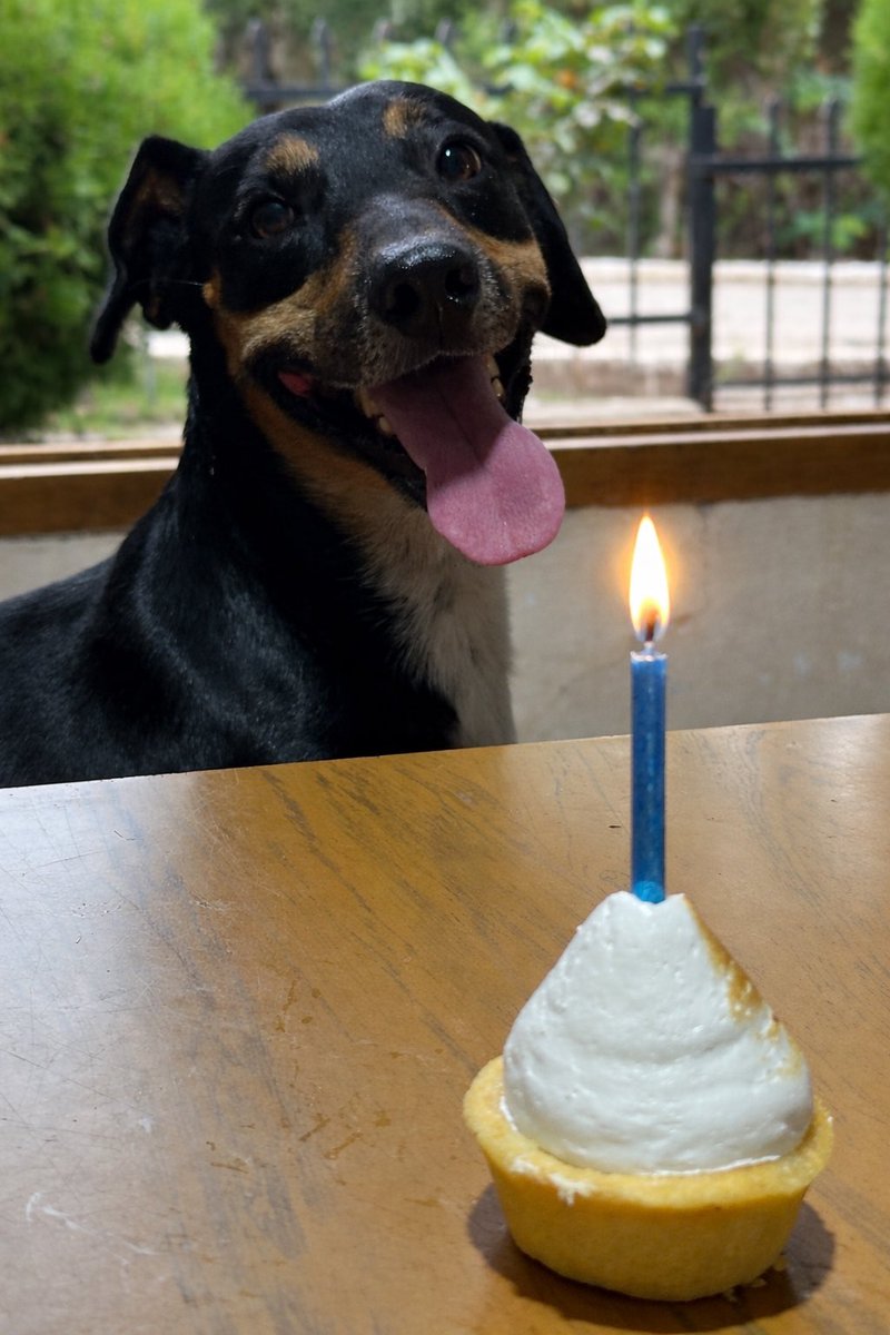 Andre_nd's tweet photo. Ovidio cumplió 3!!! 😍 https://t.co/SEXIOJ3mhN