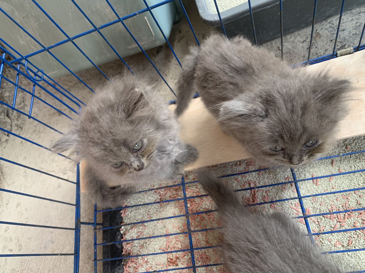 purwae | open for any opportunities! tweet media