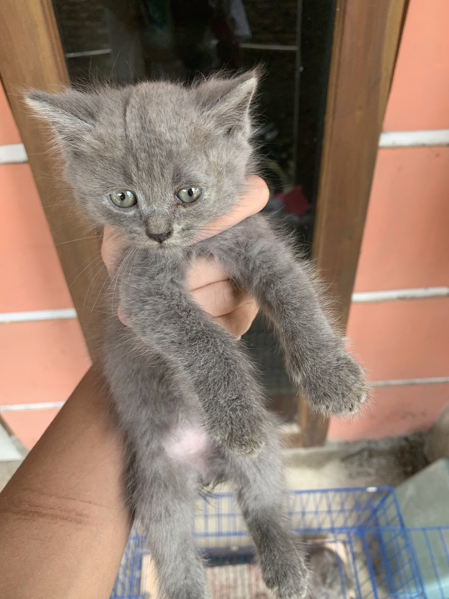 purwae | open for any opportunities! tweet media