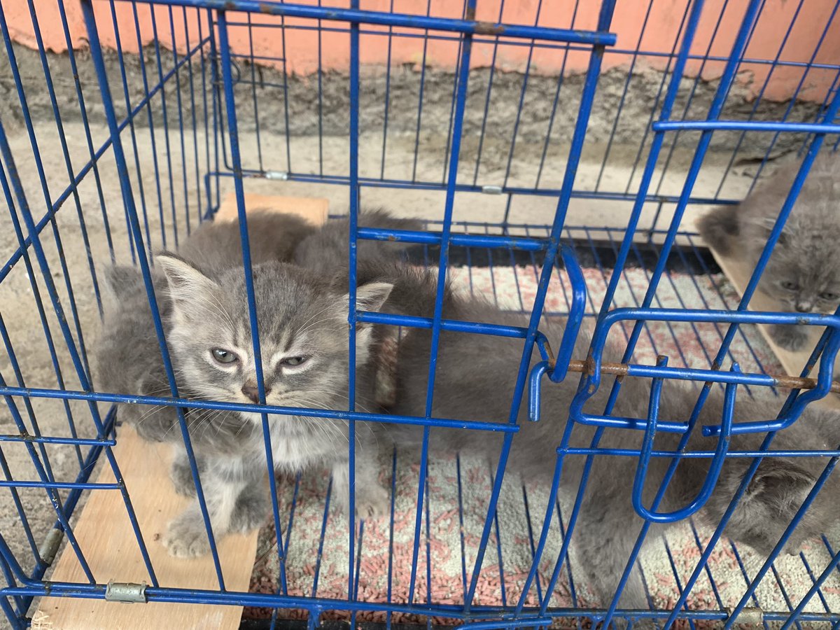 purwae | open for any opportunities! tweet media