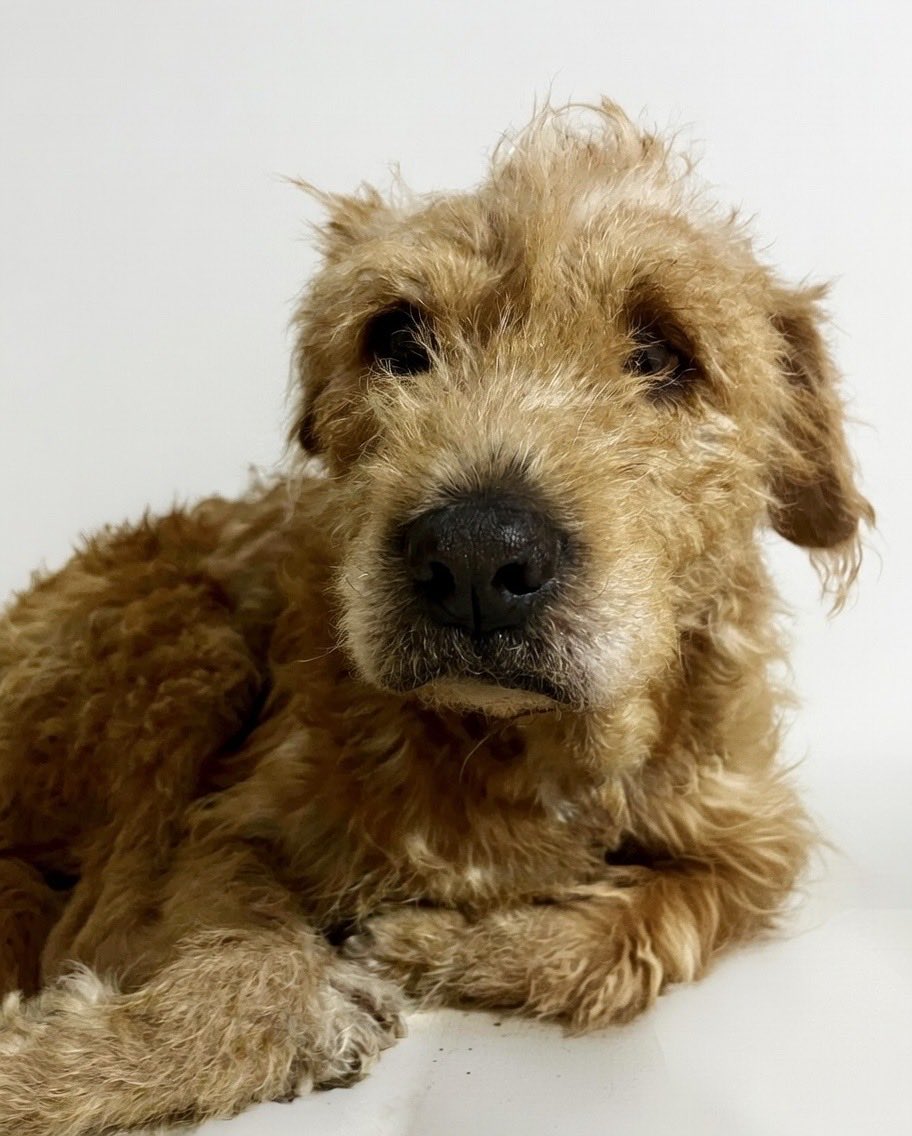 MapacheRex's tweet image. Bañé al Peluches porque según lo iban a adoptar y lo dejaron plantado. 🥺 💔 🐶