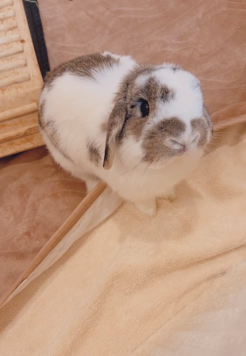 こんにちわうさじ