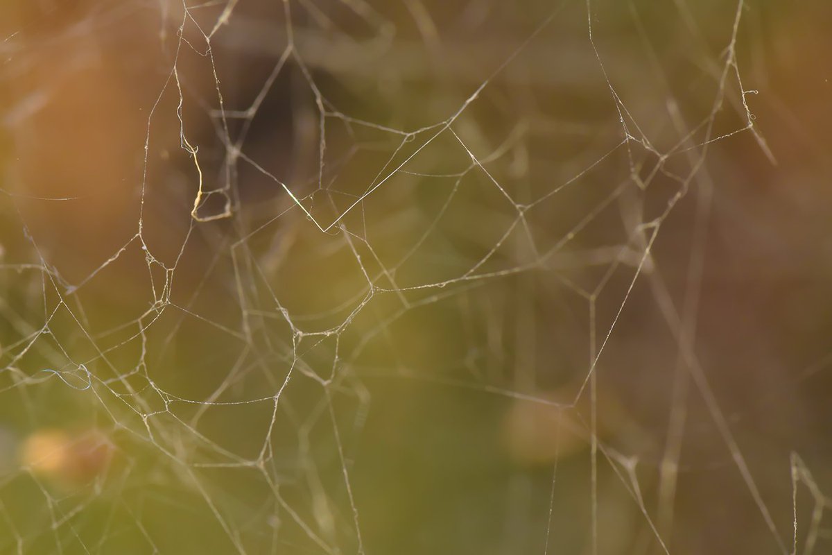 amitdabasphotos's tweet photo. 📷 #ThursdayPhotoChallenge → “Textures & Threads” 🧵
Fabrics, wood grain, stone, rust, skin, leaves - focus on how things feel in your frame.
Share your texture shot: #TextureThursday #ThreadAndGrain #MacroPhotography https://t.co/SU1uZpO1u5