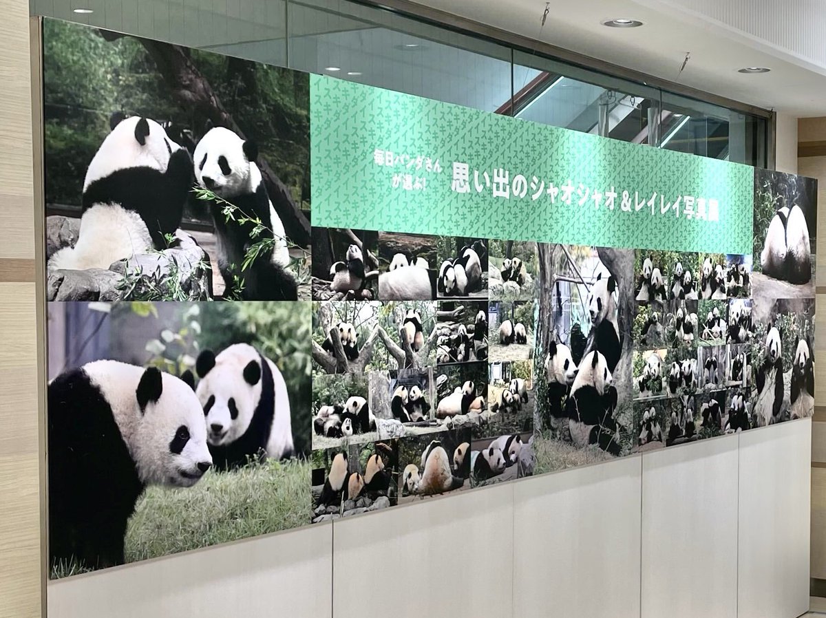 毎日パンダさんが選ぶ！🐼🐼 思い出のシャオシャオ&レイレイ写真展