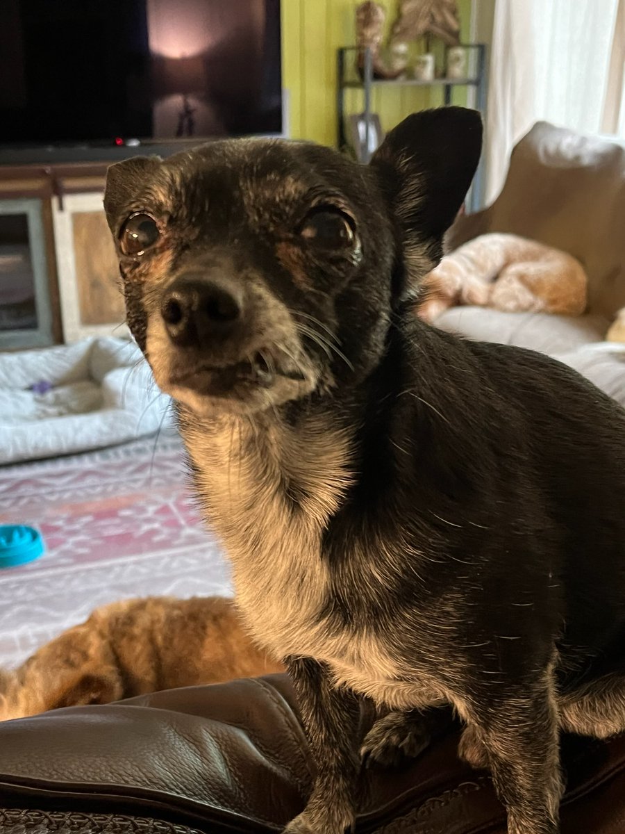 Bro is lowkirkenuinely puzzled at what you just said.