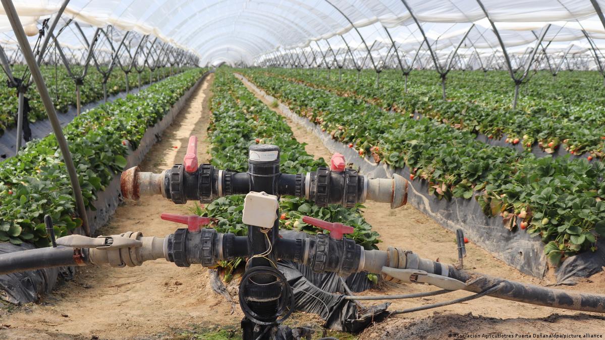 SamaHoole's tweet image. Southern Spain produces strawberries year-round for European supermarkets. The farms are centered around Huelva, directly adjacent to Doñana National Park, one of Europe's most important wetlands and a UNESCO World Heritage site.

The strawberry farms are illegally draining the…