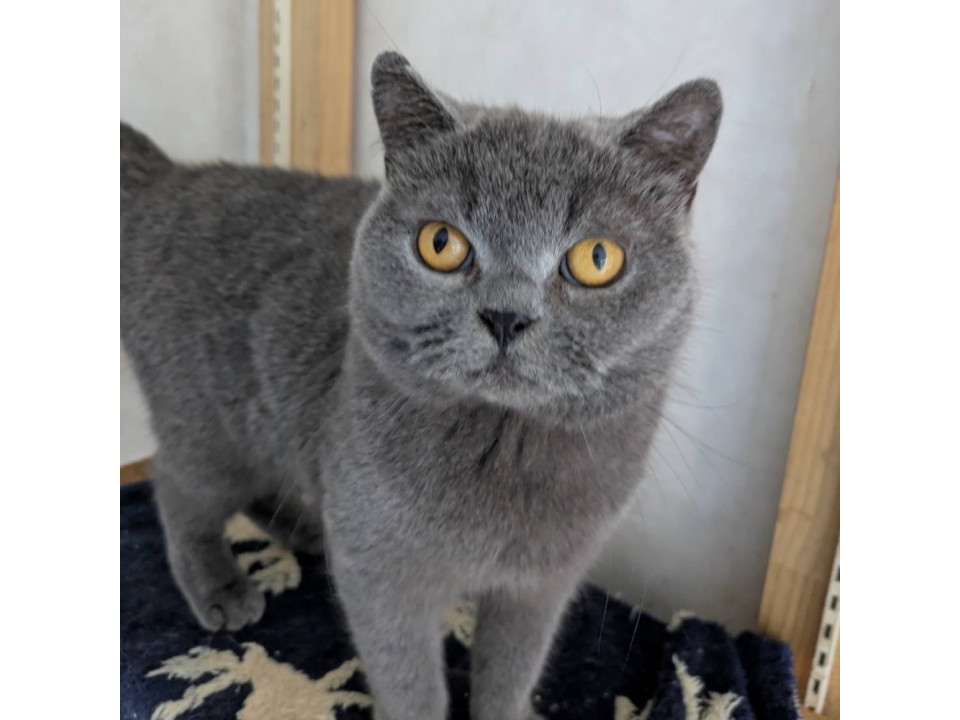 ブリティッシュショートヘアー　女子
神奈川県 ♀ 生後8才 の"フルッペ"ちゃんです。
 #猫の里親募集 #神奈川県
詳細：neko-jirushi.com/foster/233589/
写真：