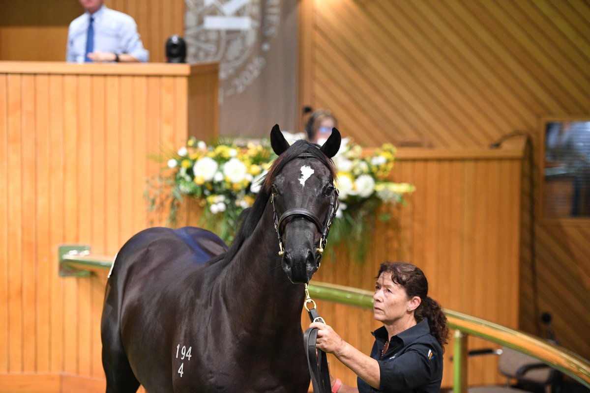 New Zealand Bloodstock tweet media