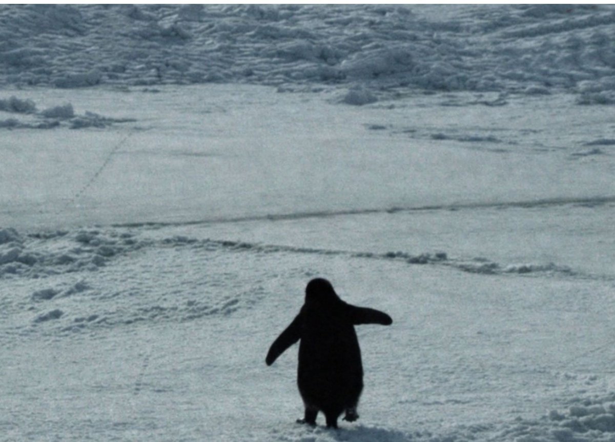 Generation so cooked that a penguin walking is motivating millions of people. 

Our Generation is doomed 🥹