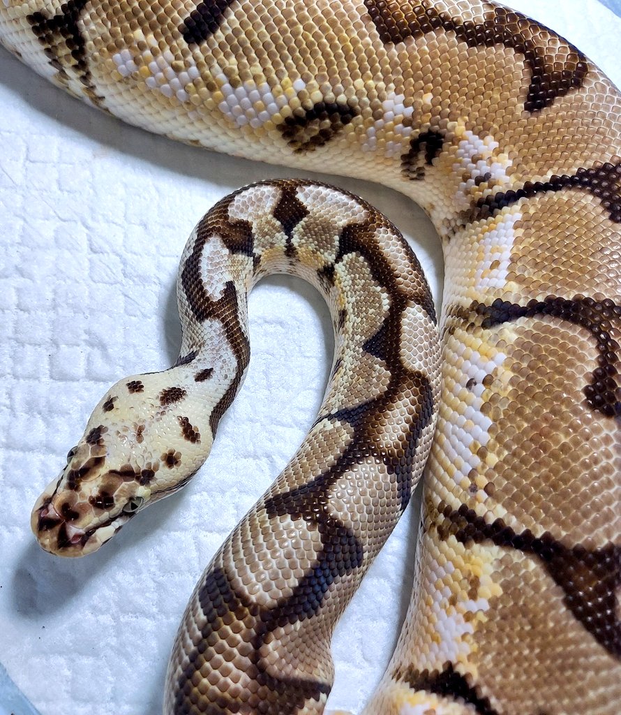 ボールパイソン バンブルビー アダルト🐍 【体重】1100㌘前後の♂️に