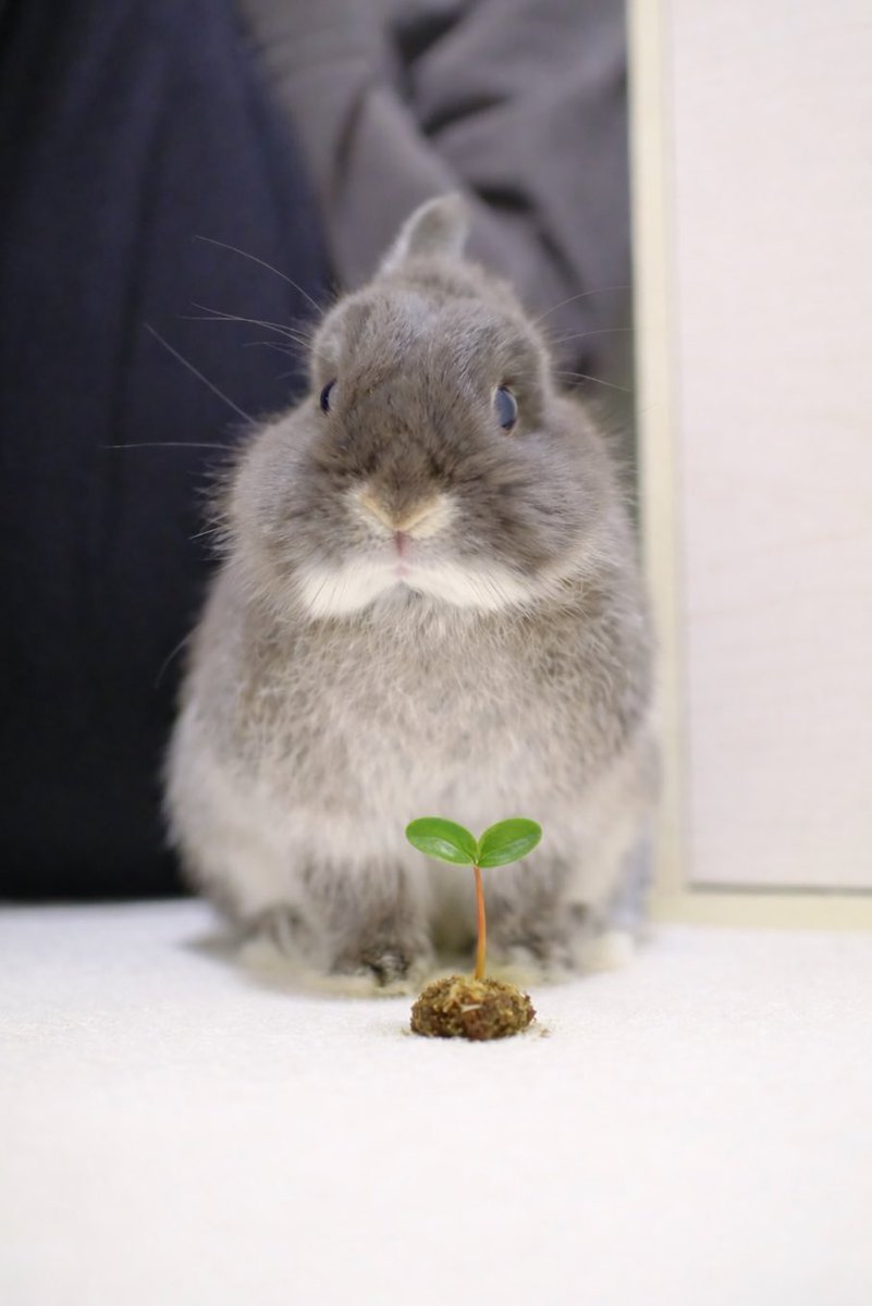 うさぎのびび tweet media