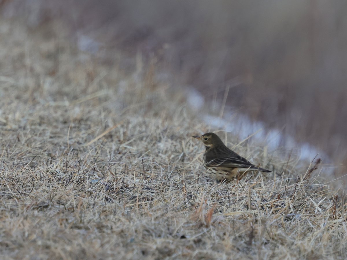 勇払原野の保全のため、1月は2回の巡回と自然情報収集を行い、勇払川河口部ではオオハクチョウやミコアイサ、カワアイサなどが見られ、合計21種を確認しました。
勇払川の旧河道跡は、ヨシやイワノガリヤス等で構成される湿った草地の環境が残されています。

詳しくはこちら→facebook.com/UtonaiNatureCe…