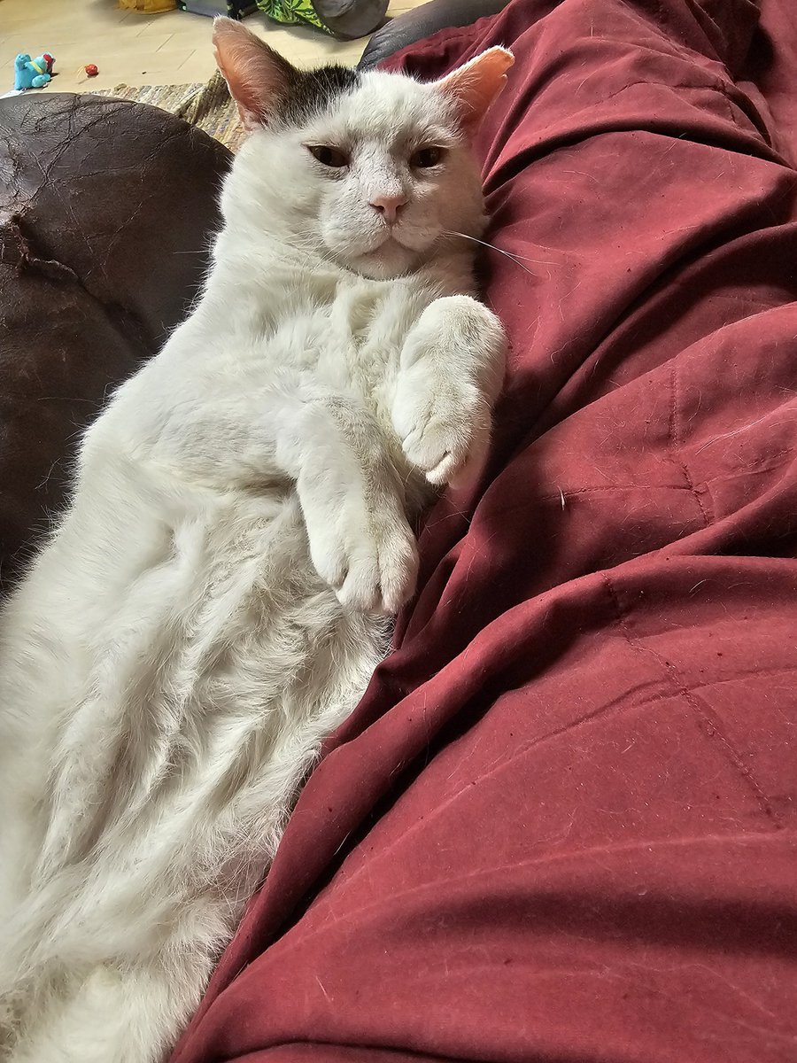 Ringo🌈, Neeko, Aether, Daxter, Sea Bass tweet media