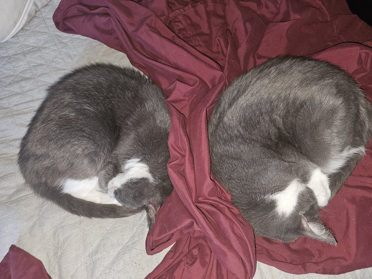 Ringo🌈, Neeko, Aether, Daxter, Sea Bass tweet media