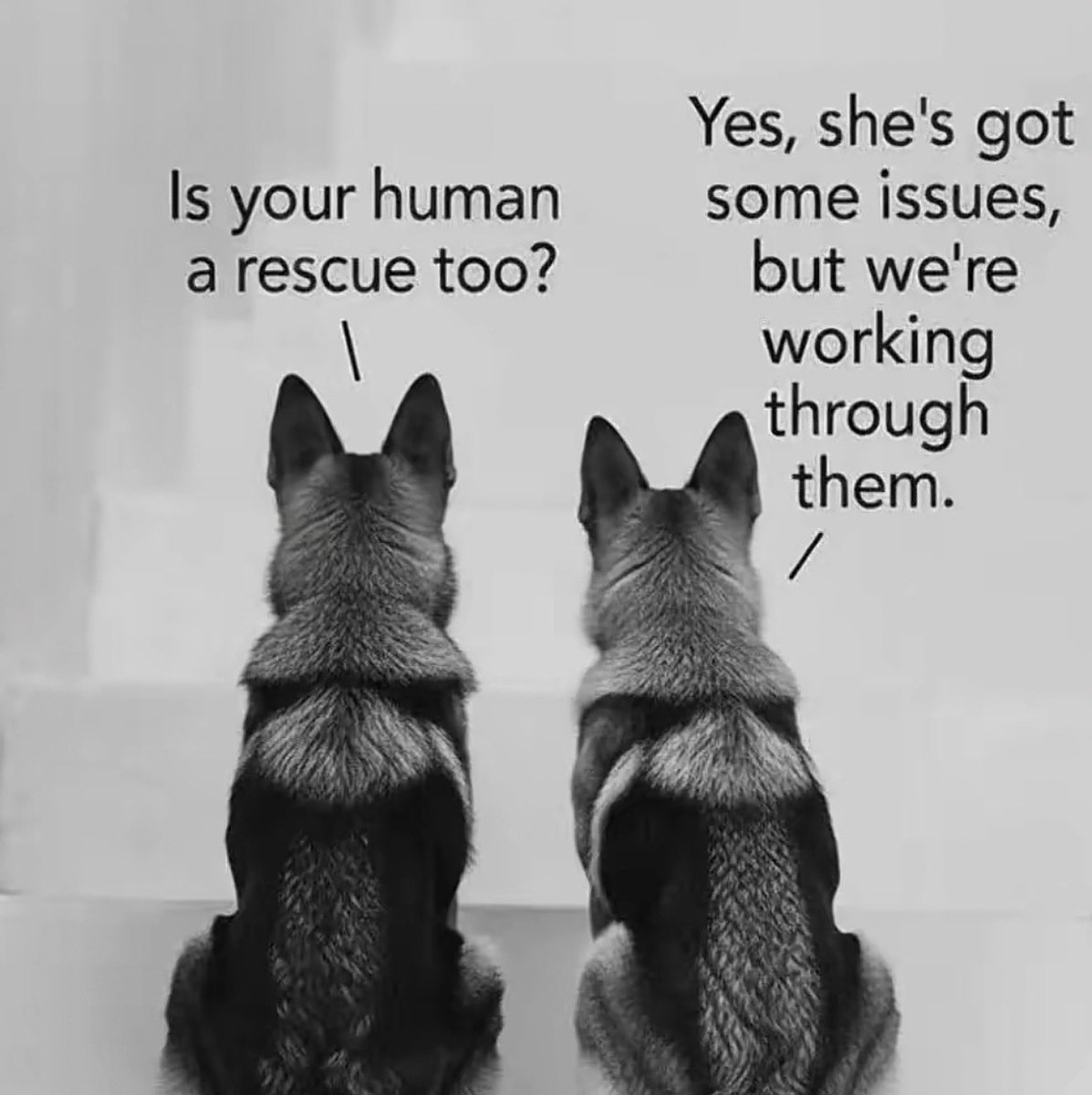 All dogs are therapy dogs.