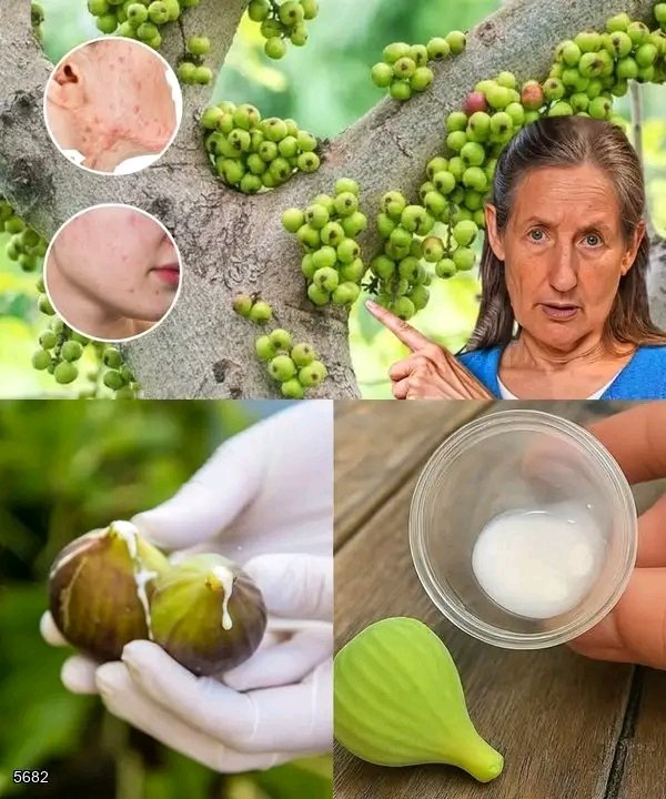 What's in a Drop of Fig Tree Sap Can Change the Way You See It 🌿 💬
 Full recipe in the first comment 👇