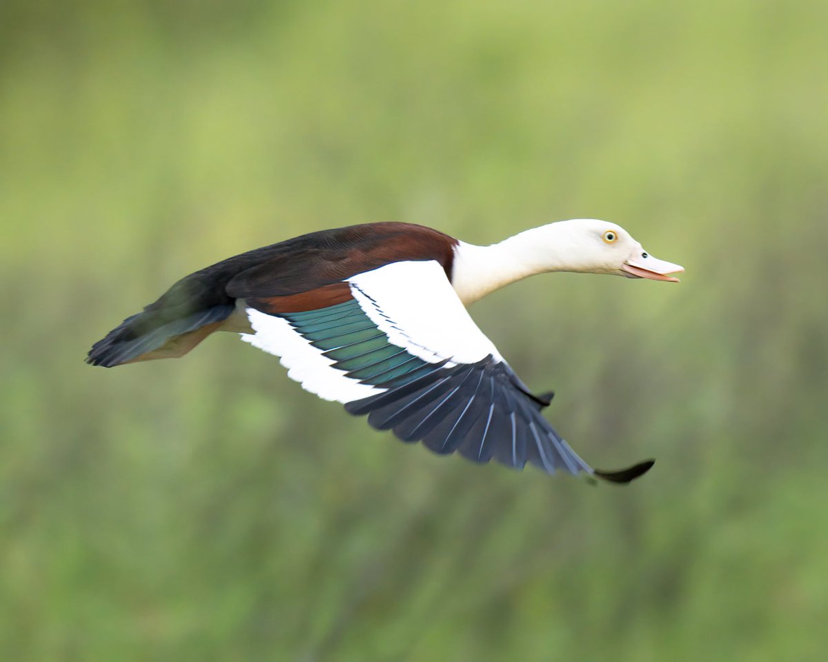 VetGurus tweet media