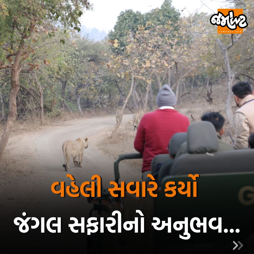 Jamawat3's tweet photo. વહેલી સવારે મુખ્યમંત્રી ભૂપેન્દ્ર પટેલે કર્યો જંગલ સફારીનો અનુભવ, સિંહ દર્શન કરવા પહોંચ્યા મુખ્યમંત્રી...
#Gir #Mornings #Amazing #JungleSafari #Gir #Lion #CM #BhupendraPatel #Simplicity #LionSafari #SasanGir #Sasan #Junagadh #Gujarat #India #News #Jamawat #JamawatUpdate https://t.co/bjeL940jDG