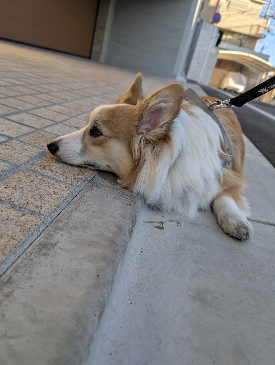 コーギースタイル【公式】 (@corgistyle_2002) / Posts / X