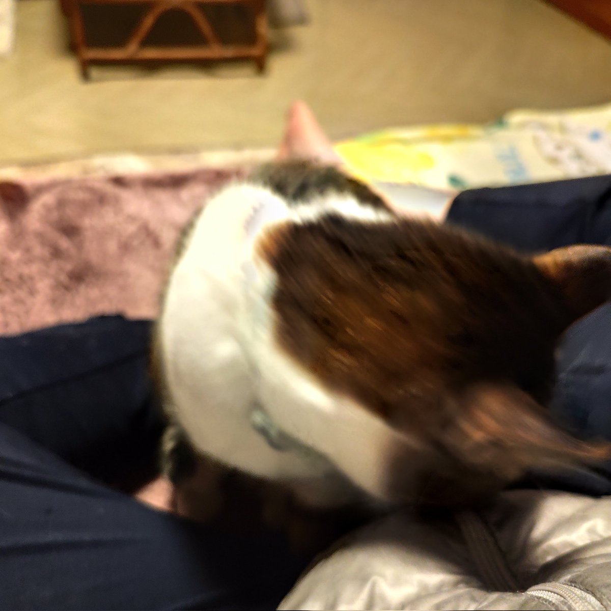 猫の写真撮るの下手くそ選手権
#伶原家のらいくん