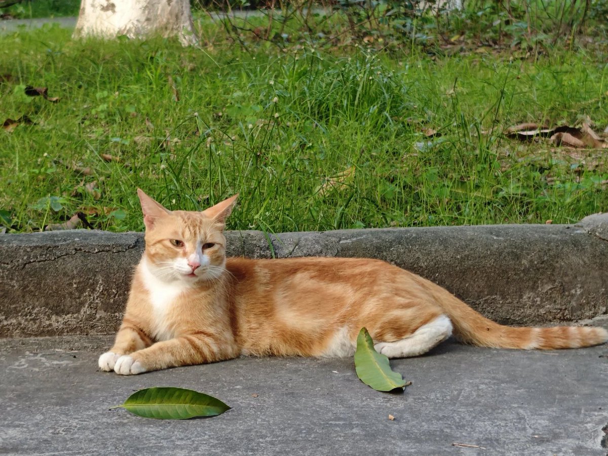 Pattskv's tweet image. ちゅ〜る、置いてけ。