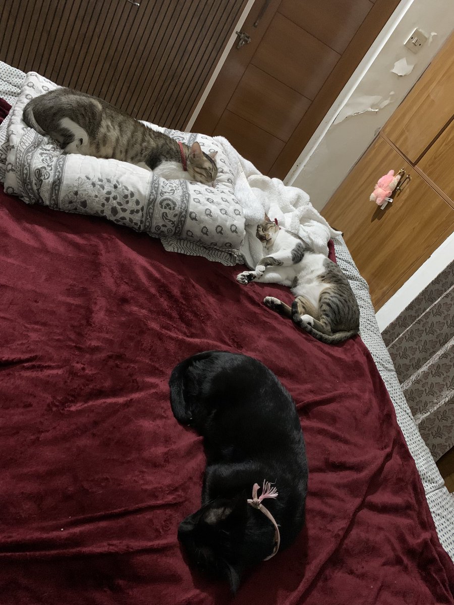 Nimisha Tiwari tweet media