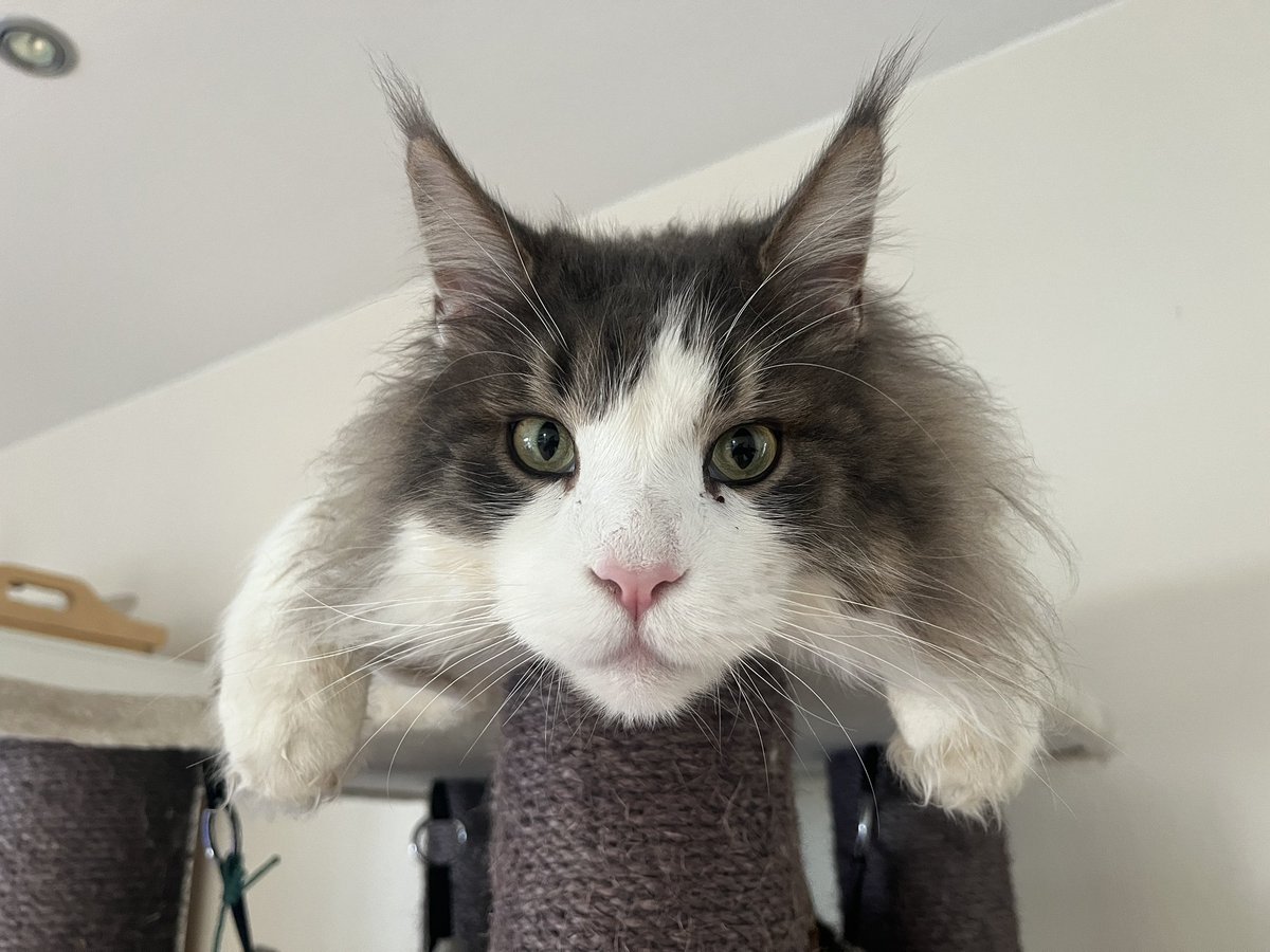 coding_jay's tweet image. Guten Morgen!