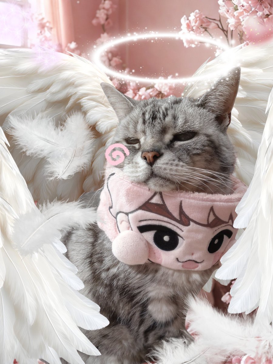 シンゾウ ネコ 宇宙-sora-そぅちゃん (@soranosuke29) / Posts / X