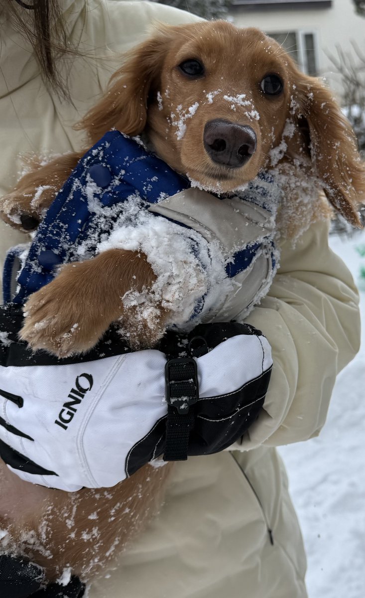 Shi-Ba【シーバ】＋犬びより (@ShiBa2929) / Posts / X